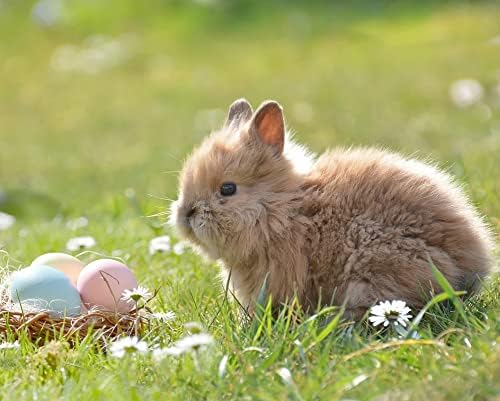 5D DİY Elmas Boyama Tam Matkap Tavşan Yumurta Mutlu Paskalya Elmas Kitleri ile Elmas Nakış by Numbers Tam Elmas Çerçevesiz