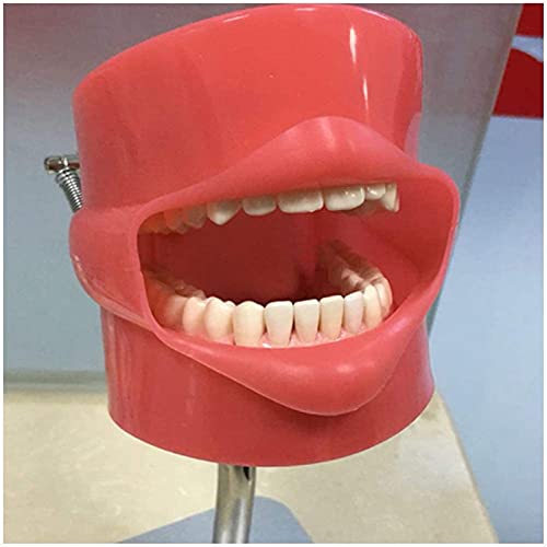 ZLF Biyonik Diş Kafa Kalıp-Diş Eğitim Simülatörü-Diş Diş Modeli Hazırlama Diş Kafa-Diş Hekimliği Uygulama Diş Öğretim Uygulama